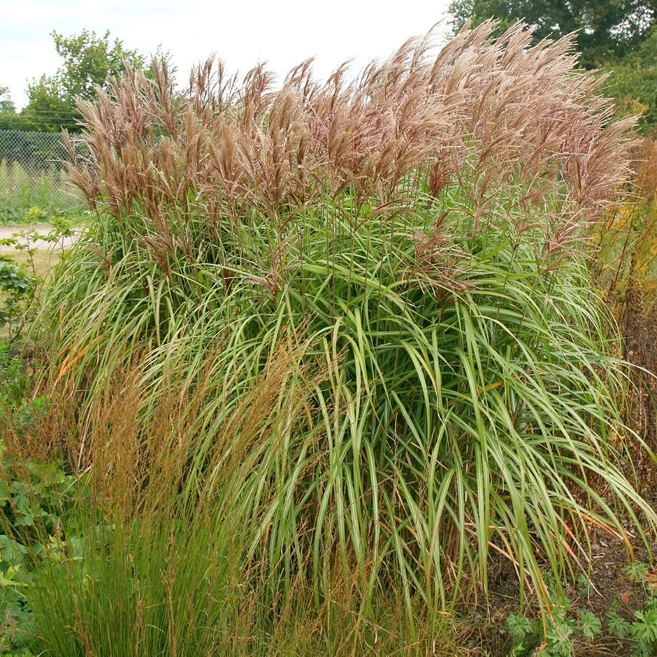 Miscanthus Sinensis 'Malepartus' 1 Miscanthus Sinensis 'Malepartus'