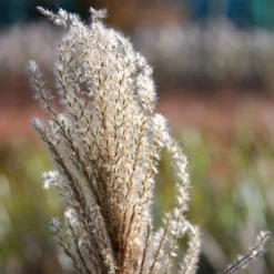 Miscanthus Sinensis 'Malepartus' 7 Miscanthus Sinensis 'Malepartus' -Cheap Plants Store pl2000002832 card4 lg