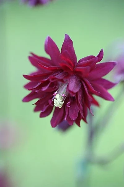 Aquilegia & Anemanthele Plant Combination 2 Aquilegia & Anemanthele Plant Combination - Image 2