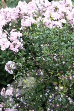 Clematis × Aromatica -Cheap Plants Store pl2000002947 card4 lg