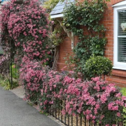 Clematis 'Broughton Star' -Cheap Plants Store pl2000003011 card3 lg