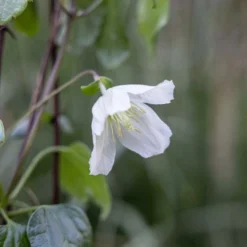 Clematis Cirrhosa 'Jingle Bells' -Cheap Plants Store pl2000003353 card3 lg