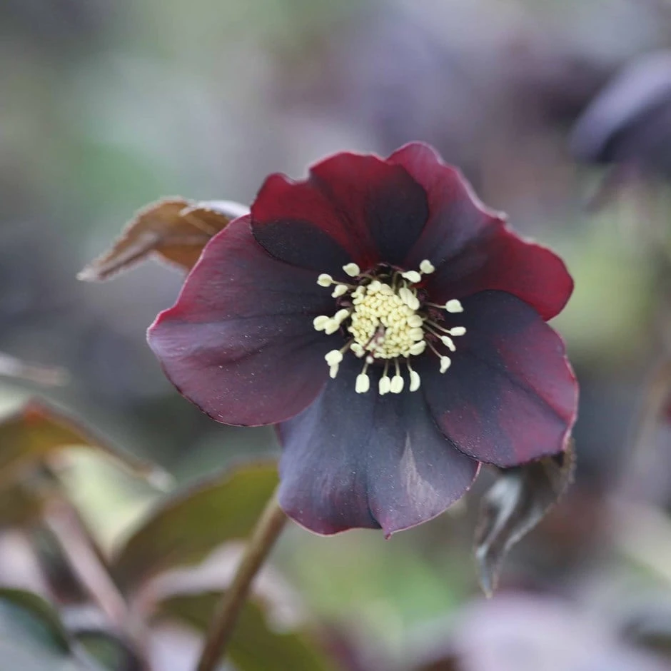 Helleborus × Hybridus 'Harvington Shades Of The Night' 1 Helleborus × Hybridus 'Harvington Shades Of The Night'