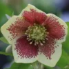 Helleborus × Hybridus Harvington Yellow Speckled