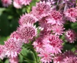 Astrantia 'Roma' (PBR) -Cheap Plants Store pl2000003711 card4 lg
