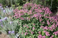 Astrantia 'Roma' (PBR) -Cheap Plants Store pl2000003711 card5 lg