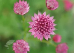 Astrantia 'Roma' (PBR) -Cheap Plants Store pl2000003711 card6 lg