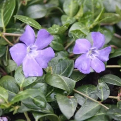Vinca Minor 'Bowles's Variety' 5 Vinca Minor 'Bowles's Variety' -Cheap Plants Store pl2000003981 card3 lg