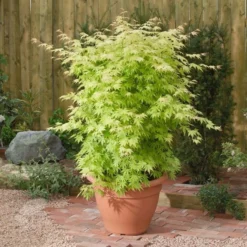 Acer Palmatum 'Orange Dream' 5 Acer Palmatum 'Orange Dream' -Cheap Plants Store pl2000004371 card3 lg