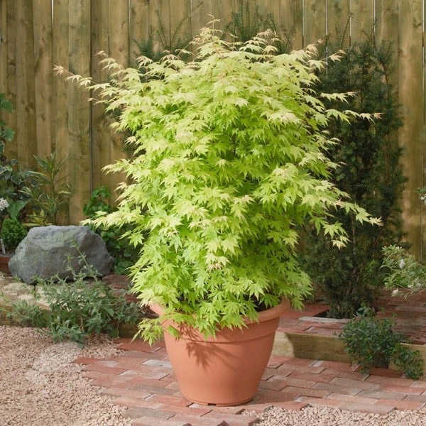 Acer Palmatum 'Orange Dream' 3 Acer Palmatum 'Orange Dream' - Image 3