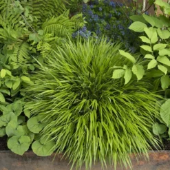 Hakonechloa Macra -Cheap Plants Store pl2000004400 card3 lg