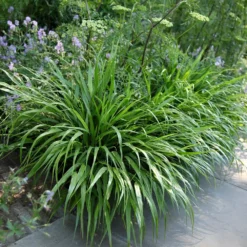 Hakonechloa Macra -Cheap Plants Store pl2000004400 card4 lg