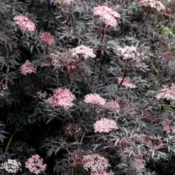 Sambucus Nigra F. Porphyrophylla 'Eva' (PBR)