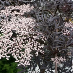 Sambucus Nigra F. Porphyrophylla 'Eva' (PBR) -Cheap Plants Store pl2000004449 card10 lg
