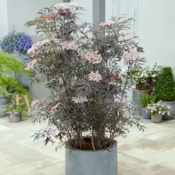 Sambucus Nigra F. Porphyrophylla 'Eva' (PBR) -Cheap Plants Store pl2000004449 card3 lg