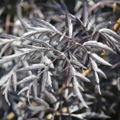 Sambucus Nigra F. Porphyrophylla 'Eva' (PBR) -Cheap Plants Store pl2000004449 card4 lg scaled