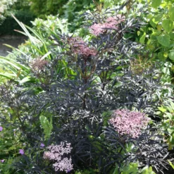 Sambucus Nigra F. Porphyrophylla 'Eva' (PBR) -Cheap Plants Store pl2000004449 card5 lg scaled