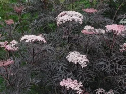 Sambucus Nigra F. Porphyrophylla 'Eva' (PBR) -Cheap Plants Store pl2000004449 card6 lg