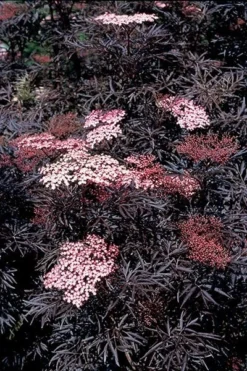 Sambucus Nigra F. Porphyrophylla 'Eva' (PBR) -Cheap Plants Store pl2000004449 card7 lg