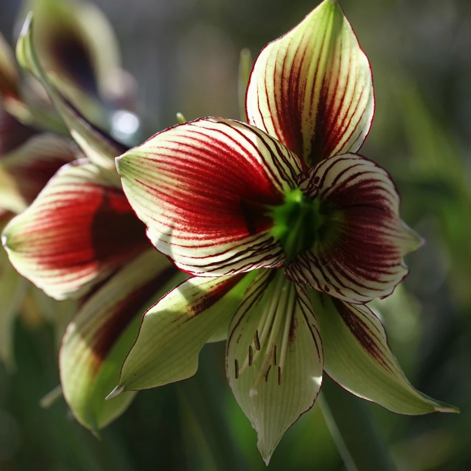 Hippeastrum Papilio 1 Hippeastrum Papilio