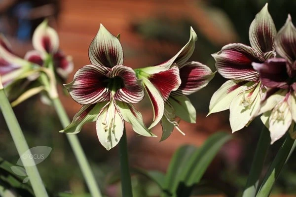 Hippeastrum Papilio 2 Hippeastrum Papilio - Image 2