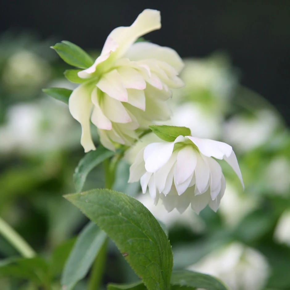 Helleborus Hybridus Harvington Double White 1 Helleborus Hybridus Harvington Double White