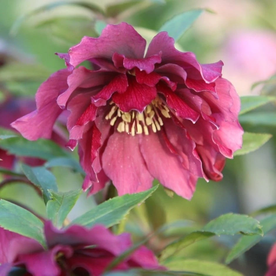 Helleborus × Hybridus Harvington Double Red 1 Helleborus × Hybridus Harvington Double Red