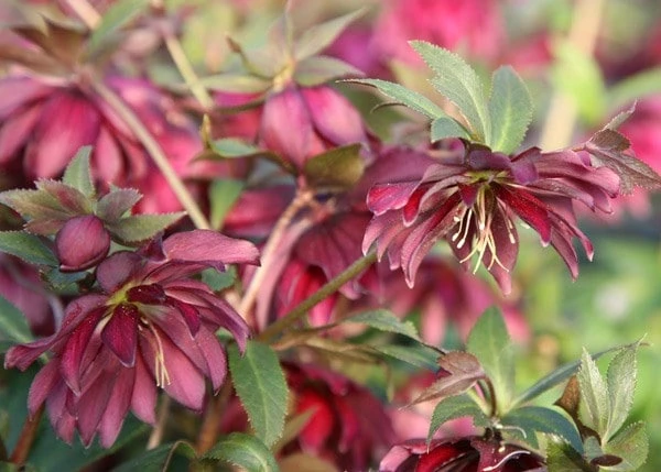 Helleborus × Hybridus Harvington Double Red 2 Helleborus × Hybridus Harvington Double Red - Image 2