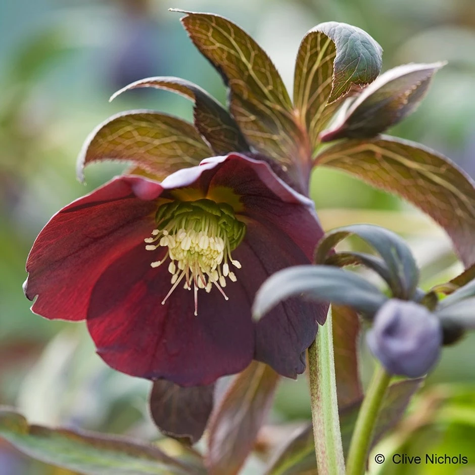 Helleborus × Hybridus Harvington Smokey Blues 1 Helleborus × Hybridus Harvington Smokey Blues