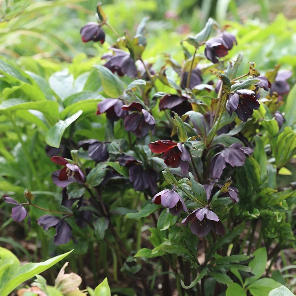 Helleborus × Hybridus Harvington Smokey Blues 2 Helleborus × Hybridus Harvington Smokey Blues - Image 2