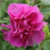 Rosa 'Roseraie De L'Haÿ'
