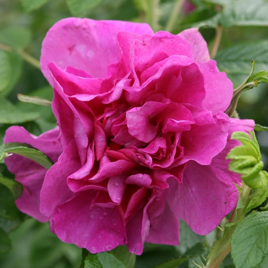 Rosa 'Roseraie De L'Haÿ' 1 Rosa 'Roseraie De L'Haÿ'
