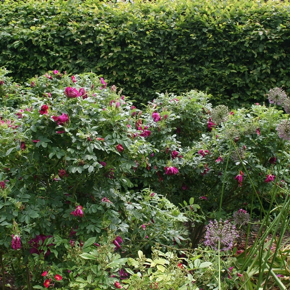 Rosa 'Roseraie De L'Haÿ' 2 Rosa 'Roseraie De L'Haÿ' - Image 2