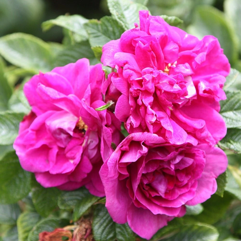 Rosa 'Roseraie De L'Haÿ' 3 Rosa 'Roseraie De L'Haÿ' - Image 3