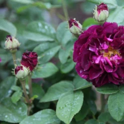 Rosa 'Tuscany Superb' -Cheap Plants Store pl2000004709 card3 lg