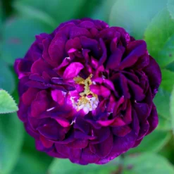 Rosa 'Tuscany Superb' -Cheap Plants Store pl2000004709 card4 lg