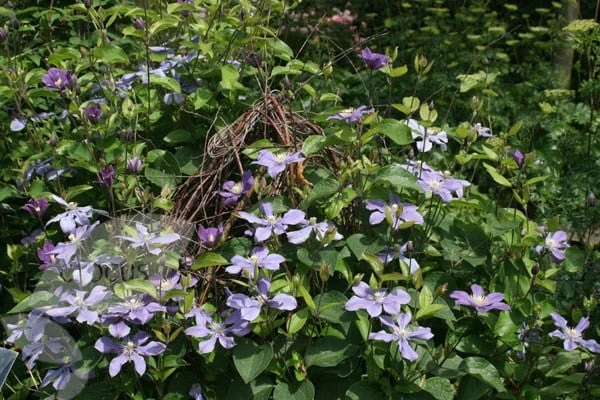 Clematis 'Arabella' 2 Clematis 'Arabella' - Image 2