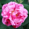 Rosa 'Ferdinand Pichard'
