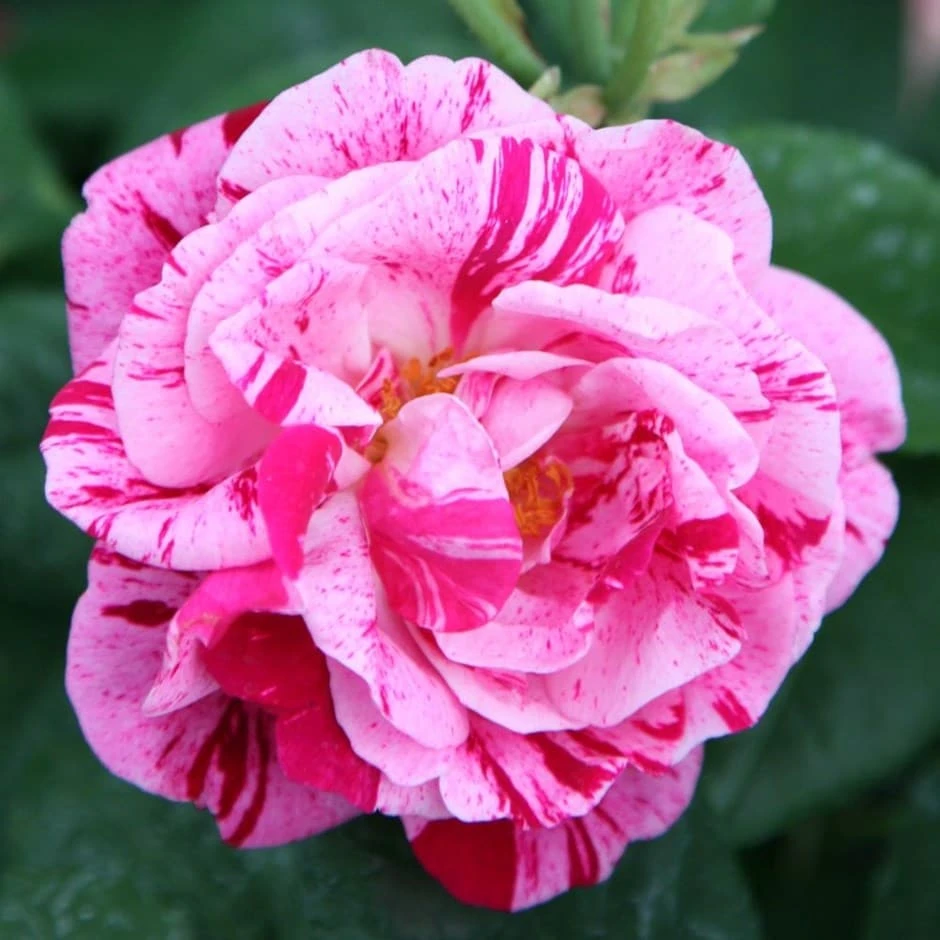 Rosa 'Ferdinand Pichard' 1 Rosa 'Ferdinand Pichard'