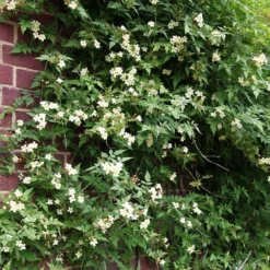 Jasminum Officinale Devon Cream (PBR) -Cheap Plants Store pl2000004963 card3 lg