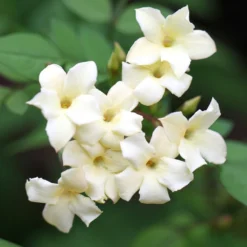 Jasminum Officinale Devon Cream (PBR) -Cheap Plants Store pl2000004963 card4 lg