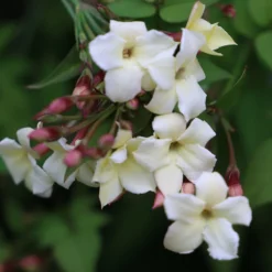 Jasminum Officinale Devon Cream (PBR) -Cheap Plants Store pl2000004963 card5 lg