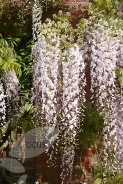 Wisteria Floribunda 'Kuchi-beni' -Cheap Plants Store pl2000005197 card3 lg