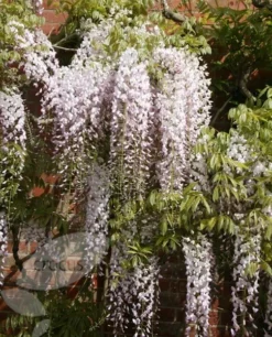 Wisteria Floribunda 'Kuchi-beni' -Cheap Plants Store pl2000005197 card4 lg
