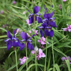 Iris 'Caesar's Brother' 6 Iris 'Caesar's Brother' -Cheap Plants Store pl2000005271 card3 lg