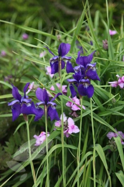 Iris 'Caesar's Brother' 4 Iris 'Caesar's Brother' - Image 4