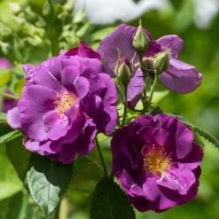 Rosa Rhapsody In Blue ('Frantasia') (PBR) -Cheap Plants Store pl2000005376 card3 lg