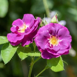 Rosa Rhapsody In Blue ('Frantasia') (PBR) -Cheap Plants Store pl2000005376 card4 lg