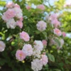 Rosa 'Paul's Himalayan Musk'