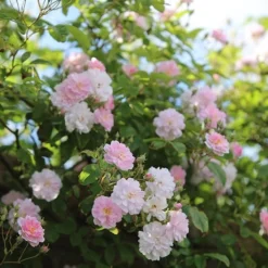 Rosa 'Paul's Himalayan Musk' -Cheap Plants Store pl2000005398 card4 lg